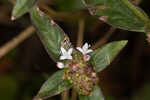 Woodland false buttonweed